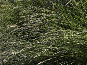 Vivers Càrex - Brachypodium phoenicoides 